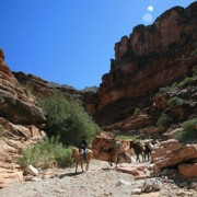 Havasupai Mule Train 2 S180 Havasupai Mule Train 2 S180