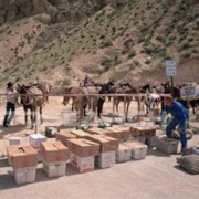 Havasupai Mule Train S180 Havasupai Mule Train S180