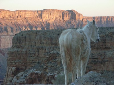 Supai Mule Hilltop R400 Supai Mule Hilltop R400