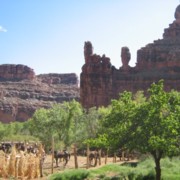 Supai Village Garden